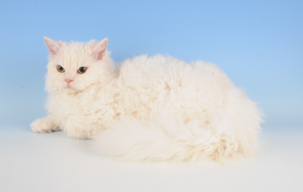 Белый селкирк рекс