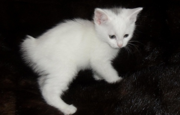 Белый котенок курильского бобтейла