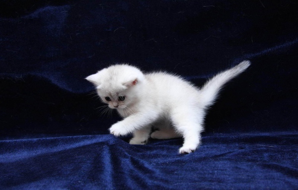 White kitten on the blue fabric