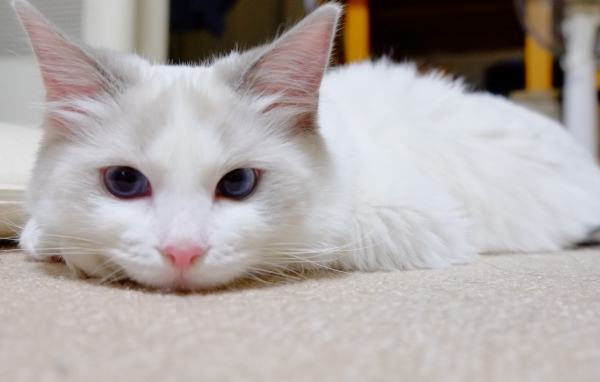 Белый рэгдолл на полу