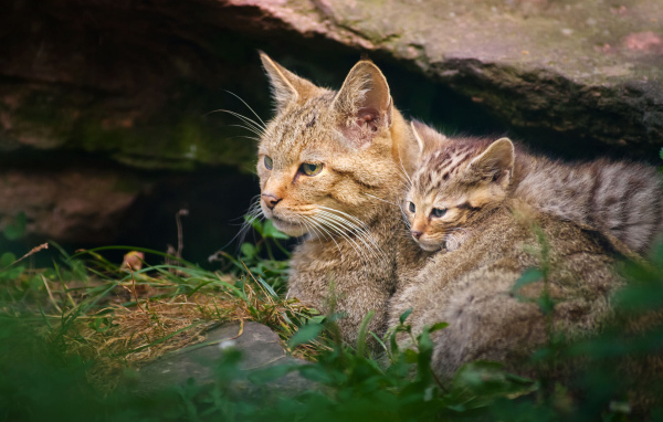 Дикая кошка с котенком