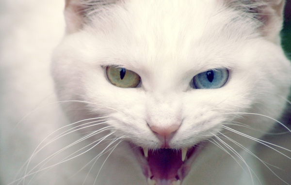 Дикий белый кот