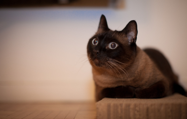 Йоркская шоколадная кошка