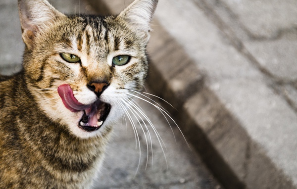 Кот облизывается