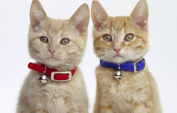 Мальчик и девочка котята