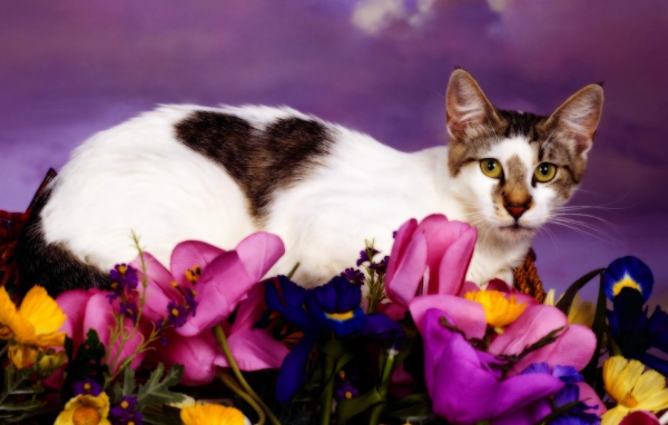 Кошка с сердечком