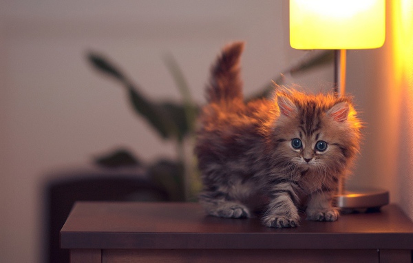 Котенок у лампы