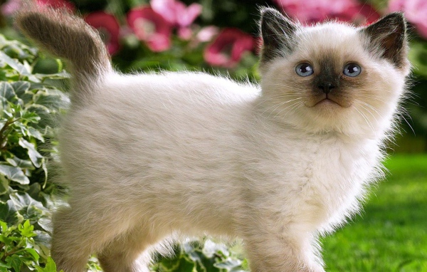 Котенок с черным носом