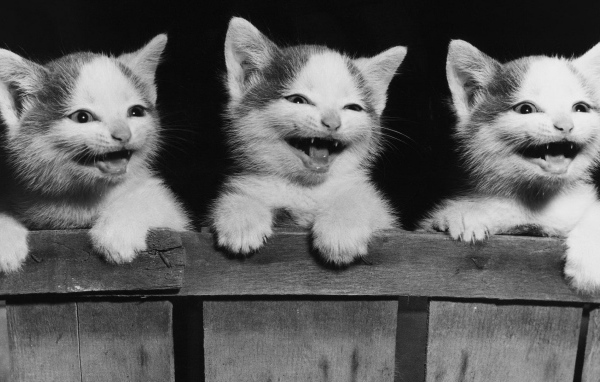 Котята улыбаются