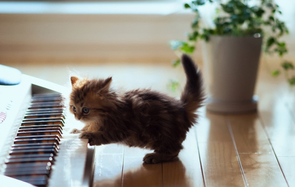 Котенок играет на пианино