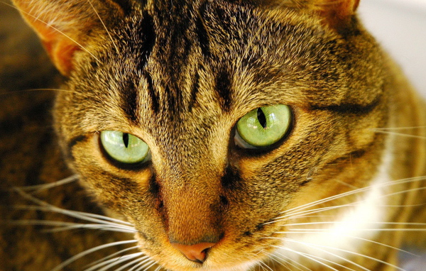 Внимательный взгляд рыжего кота