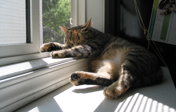 Кот спит у окна