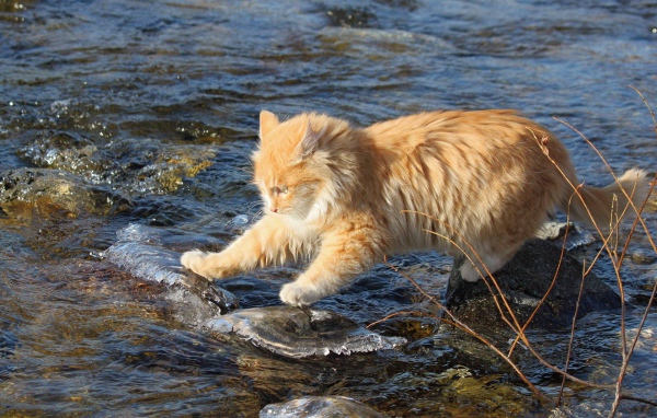 Кот ловит рыбу