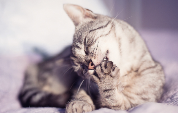 Кошка лижет лапу