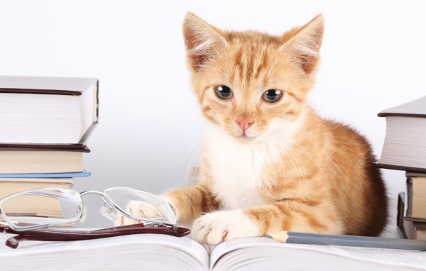 Кошка лежит около книг