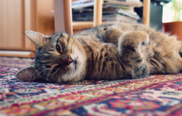 Кошка лежит на ковре