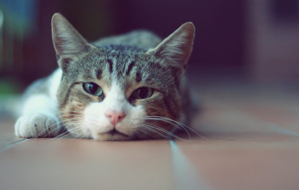 Кошка лежит на полу