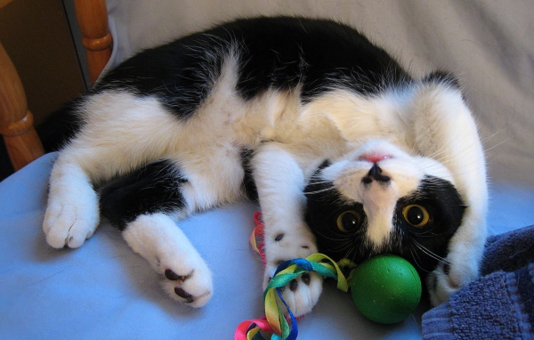 Кот играет с игрушкой