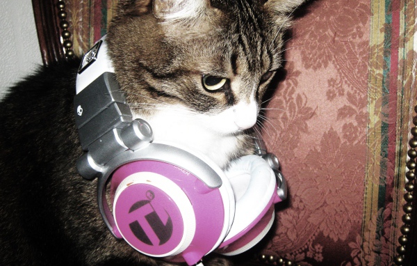 Кот с наушниками