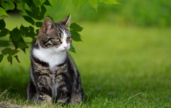 Кот с белой грудкой