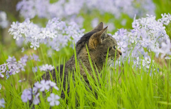 Серый кот в цветах