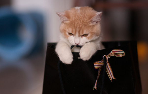 Котенок в пакете с бантом