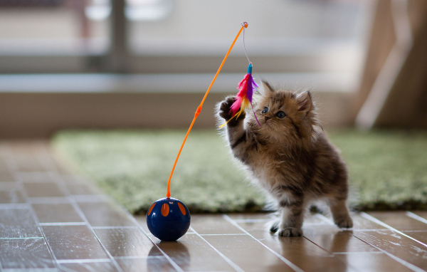 Котенок играет с перьями