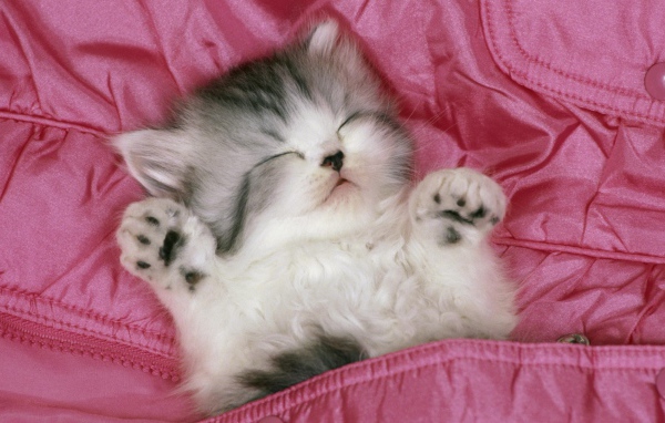 Котенок спит вверх лапами