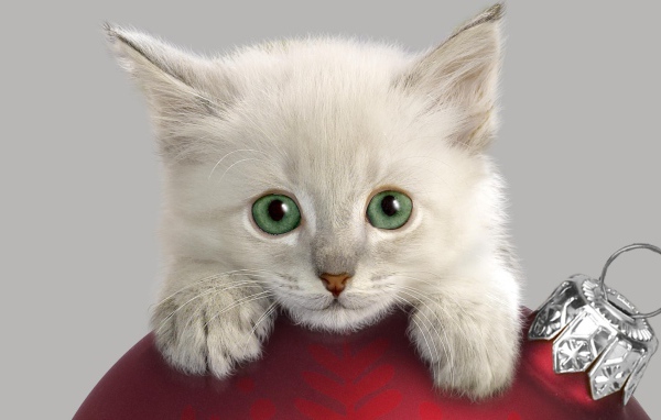 Котенок с Новогодней игрушкой