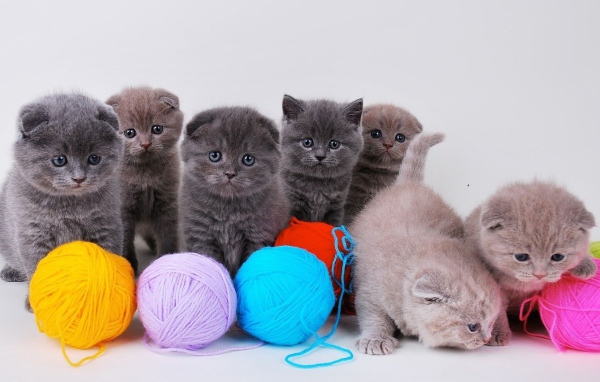 Котята непоседы