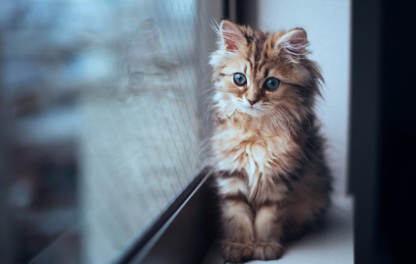 Котенок сидит у окна