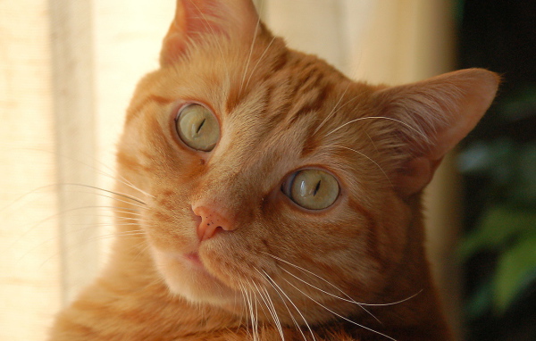 Рыжий кот с желтыми глазами