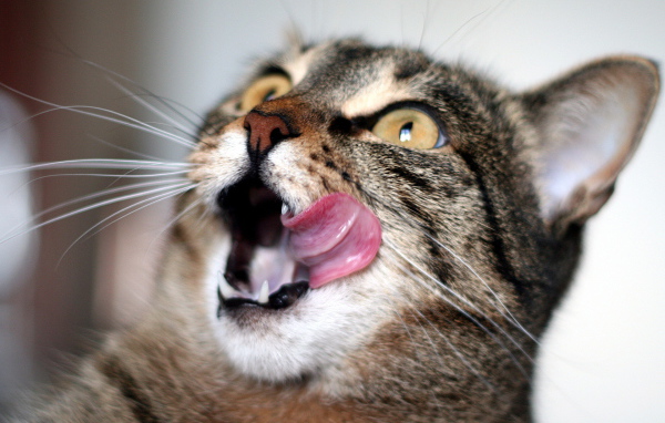 Удивленный кот