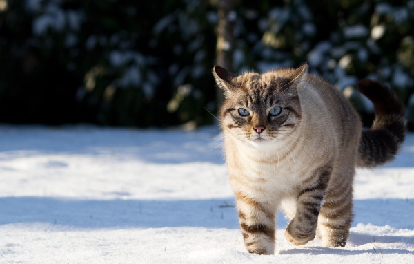 Кот гуляет по снегу