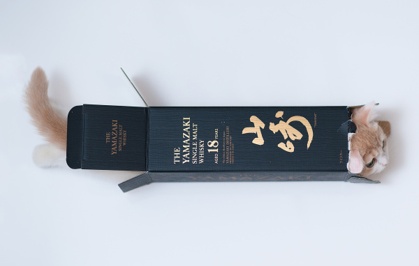 Котенок залез в коробку