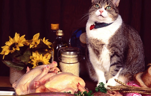 Сегодня праздник у кота