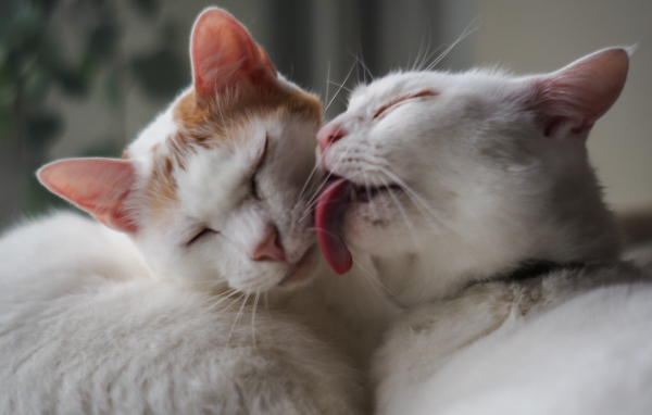 Белый кот лижет другого кота