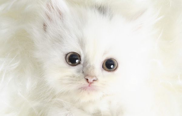 Белый котенок с черными глазами