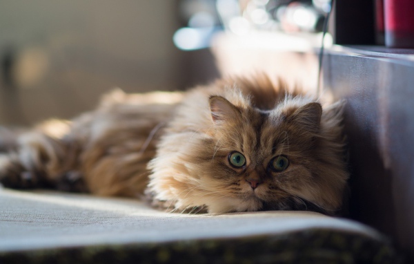 Умный кот на покрывале