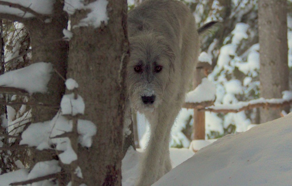 Красивый ирландский волкодав