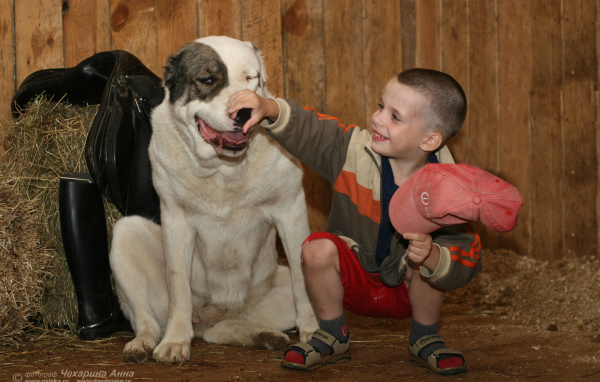 Мальчик держит за нос алабая