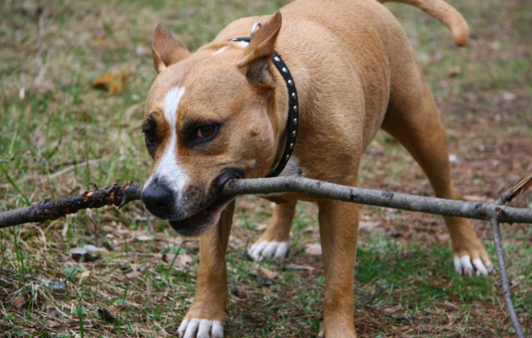 Собака с палкой в зубах