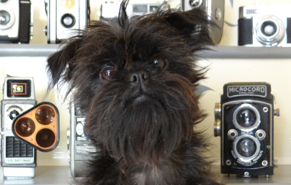 Красивый аффенпинчер