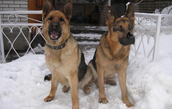 Пара немецких овчарок на охране