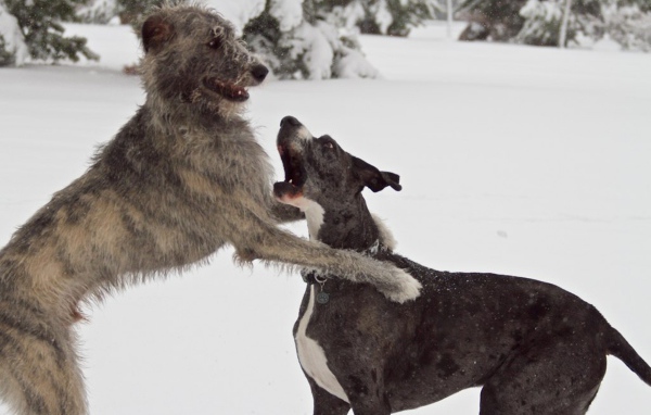 Пара ирландских волкодавов