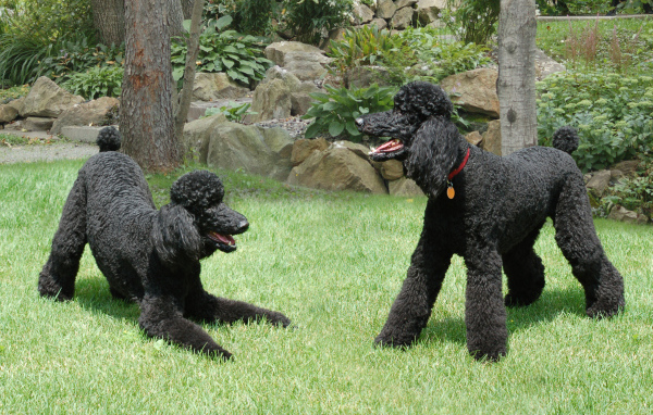 Пара черных пуделей