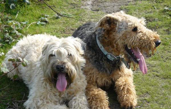 Пара собак эрдельтерьеров