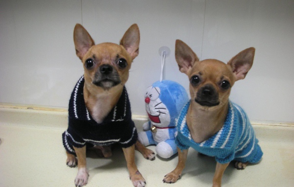 Пара собак чихуахуа