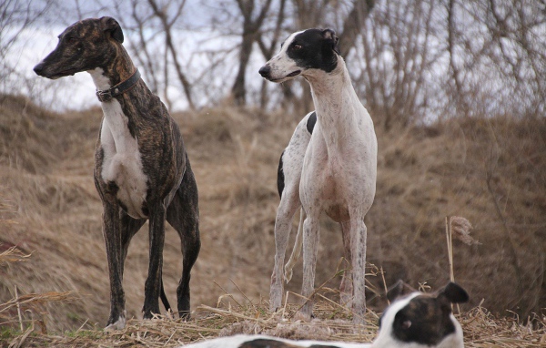 Пара борзых на охоте