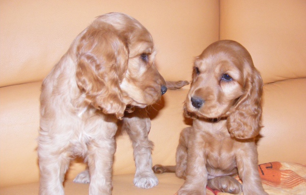 Пара щенков английского кокер спаниеля